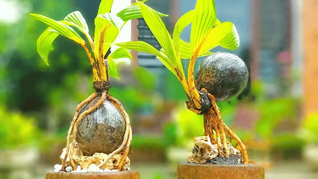 cara menanam bonsai kelapa