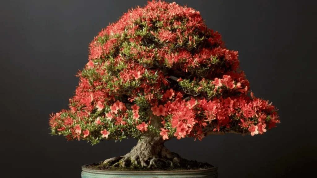 8 converted 1 bonsai azalea