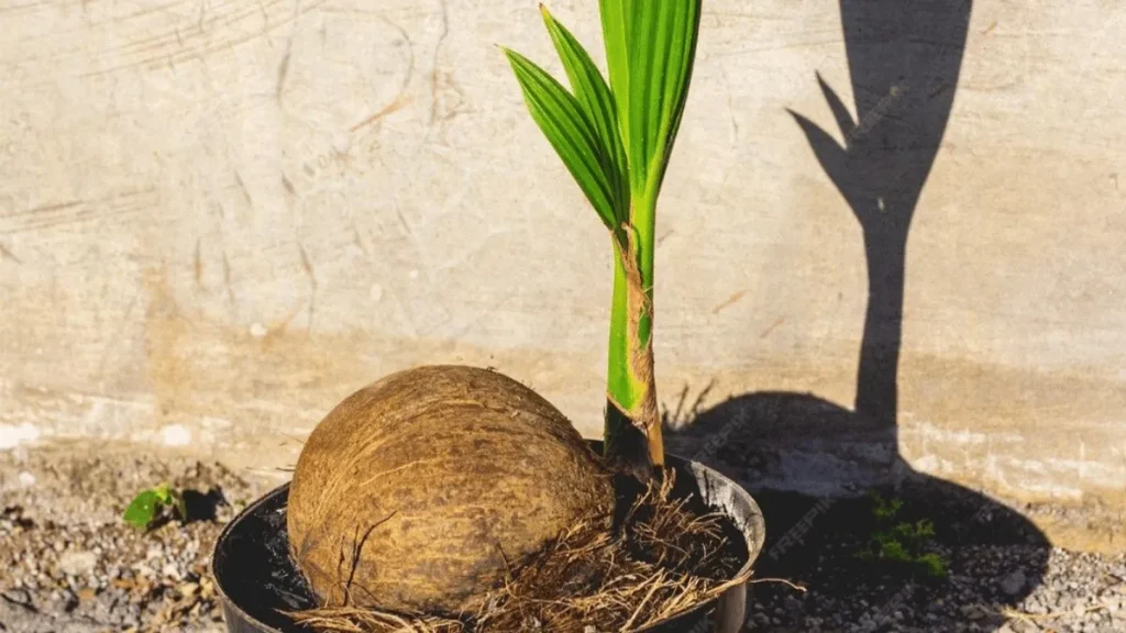 cara merawat bonsai kelapa