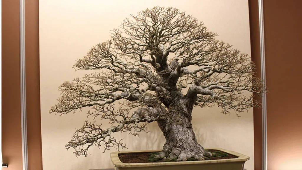 9 converted bonsai chinese hackberry