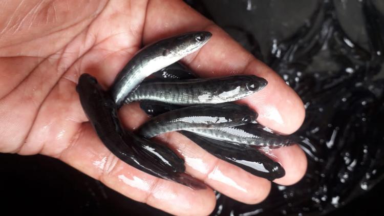 Aneka bibit ikan gabus