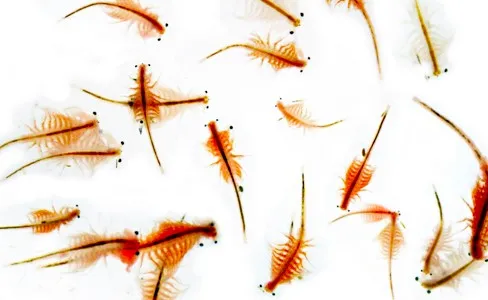 Artemia atau Brine Shrimp cocok untuk dijadikan sebagai pakan ikan koi Artemia atau Brine Shrimp cocok untuk dijadikan sebagai pakan ikan koi