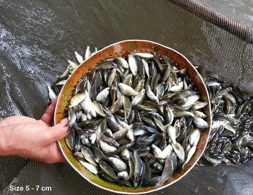 Bibit Ikan Mas Berkualitas Ciri-ciri bibit ikan mas berkualitas