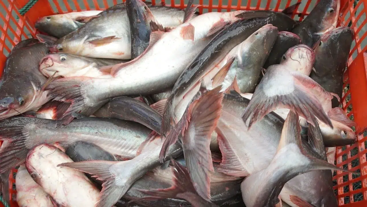 Bibit ikan patin dalam keranjang