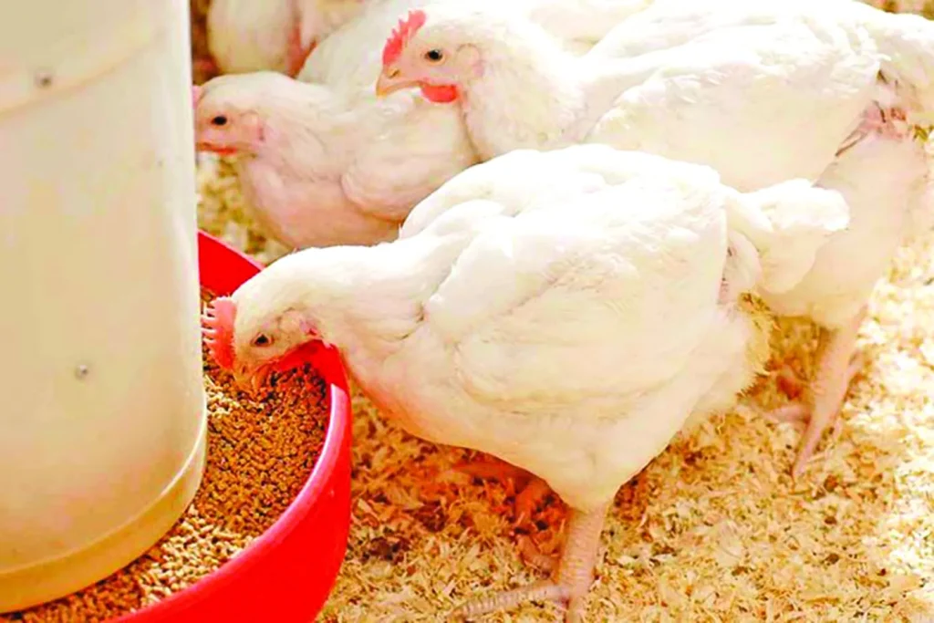 Bio Feed Conversion Ratio perbandingan pakan feed conversion ratio