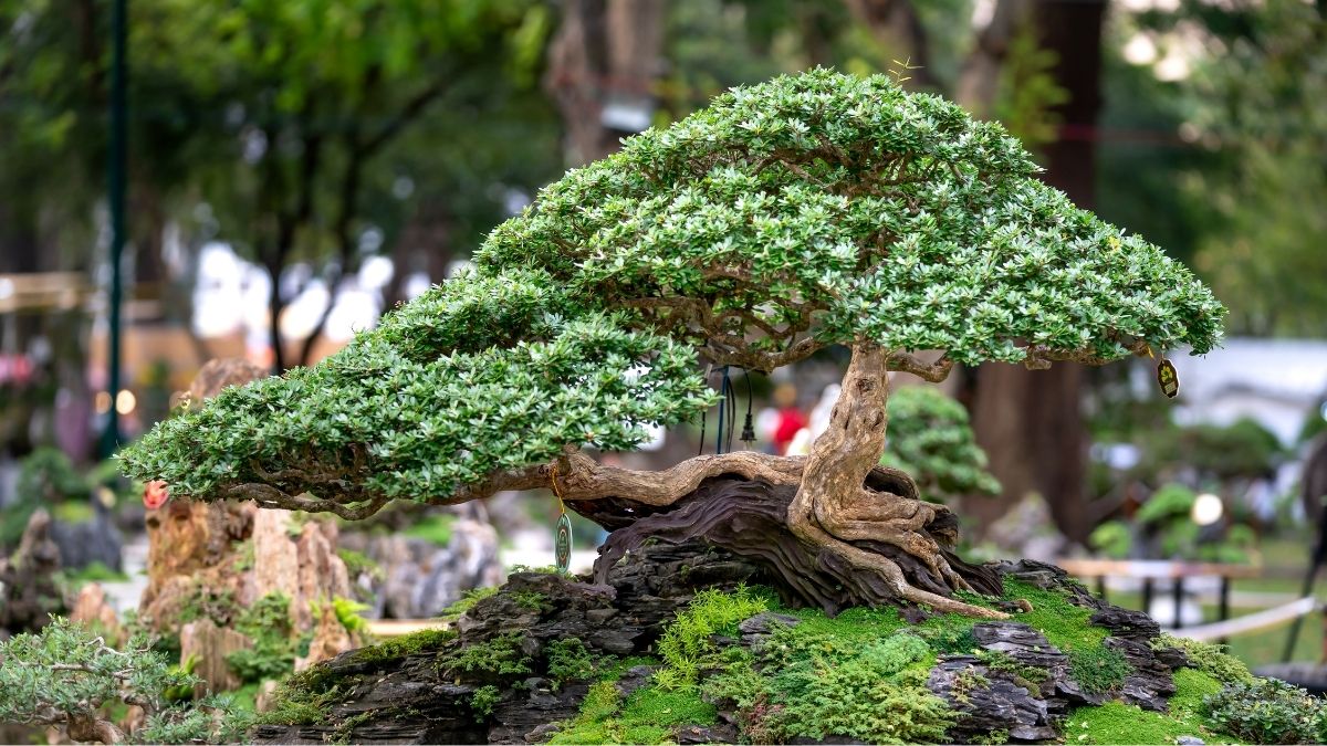 Bonsai Tanaman Liar