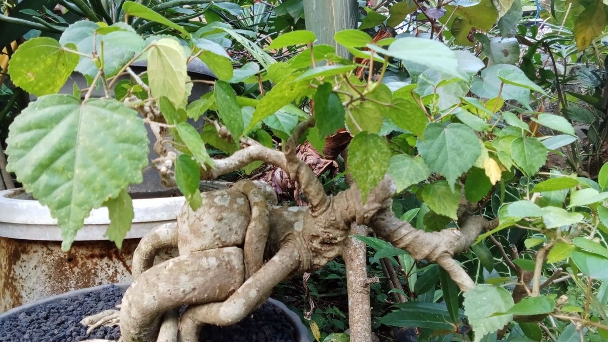 Pohon Waru liar 