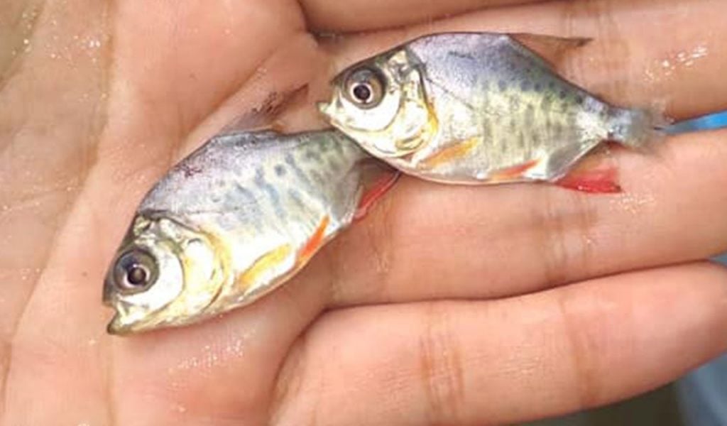 Budidaya ikan bawal di kolam terpal