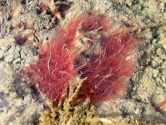 Cacing Sutra atau Tubifex sebagai salah satu rekomendasi pakan ikan koi Cacing Sutra atau Tubifex sebagai salah satu rekomendasi pakan ikan koi