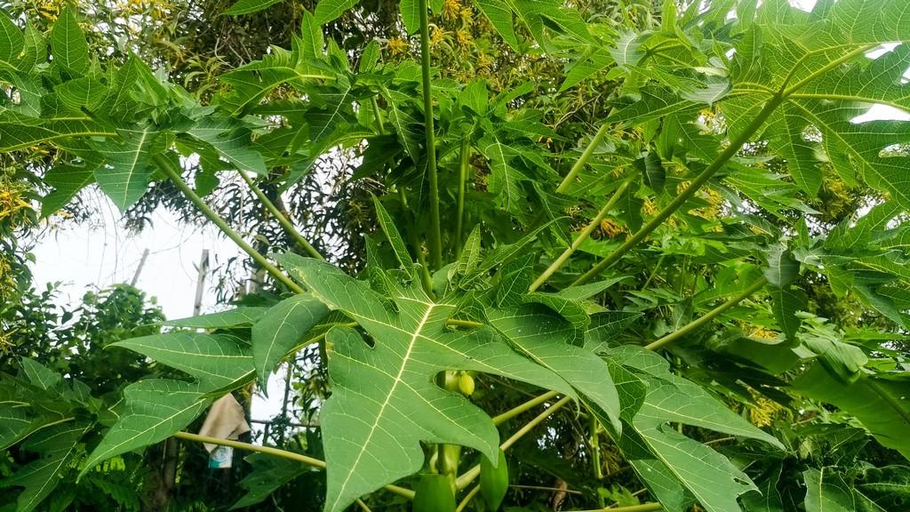Daun pepaya cocok dijadikan sebagai ekstrak pestisida alami Daun pepaya cocok dijadikan sebagai ekstrak pestisida alami
