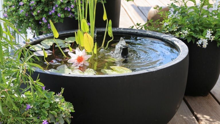 Desain kolam mini buat dalam pot besar bisa menghemat tempat Desain kolam mini buat dalam pot besar bisa menghemat tempat