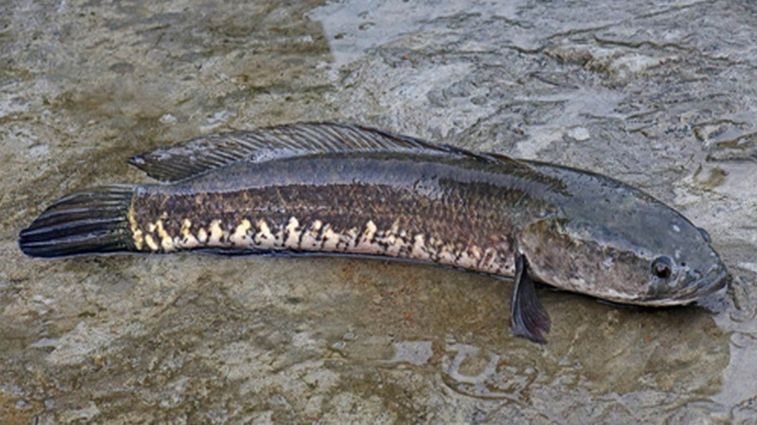 Gambar seekor ikan gabus