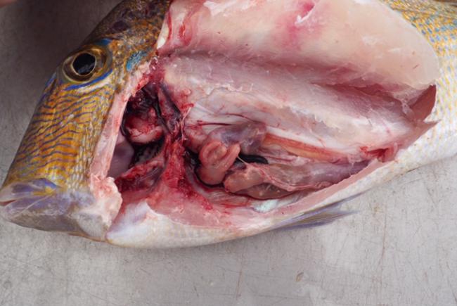 Gejala keracunan memicu kerusakan internal pada organ dan jaringan tubuh ikan Gejala keracunan memicu kerusakan internal pada organ dan jaringan tubuh ikan
