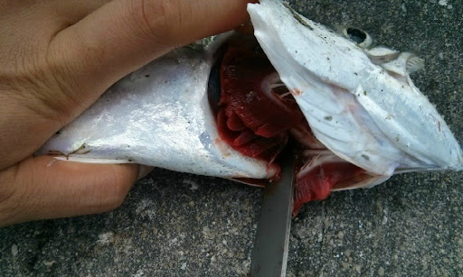 Gejala keracunan memicu perubahan parameter darah pada ikan Gejala keracunan memicu perubahan parameter darah pada ikan