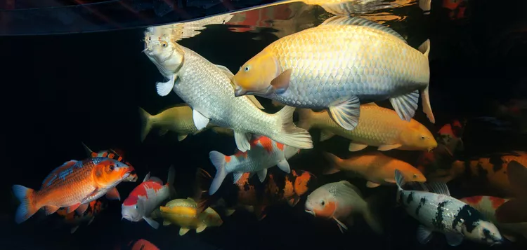 Gejala keracunan pada ikan bisa dicegah dengan menjaga kualitas air Gejala keracunan pada ikan bisa dicegah dengan menjaga kualitas air