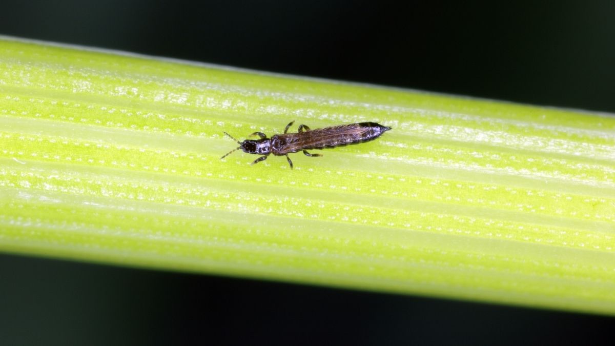 Hama Thrips serangan hama thrips