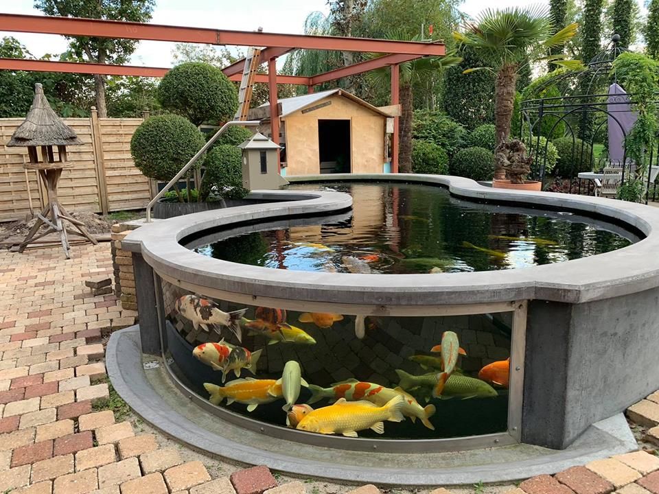 IMG 5280 kolam untuk bibit ikan koi