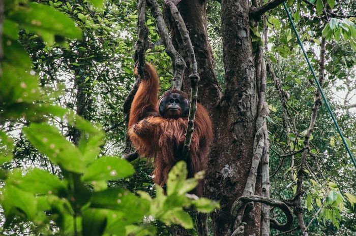 keanekaragaan hayati di indonesia
