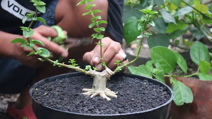 perlengkapan menanam bonsai