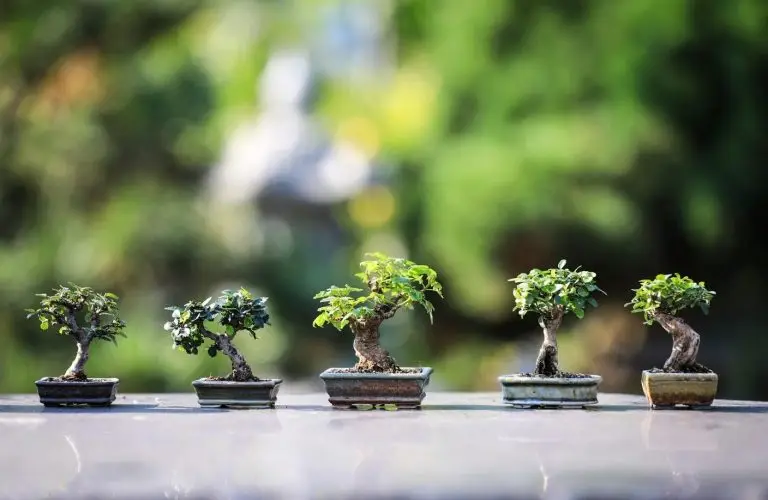 variasi ukuran bonsai