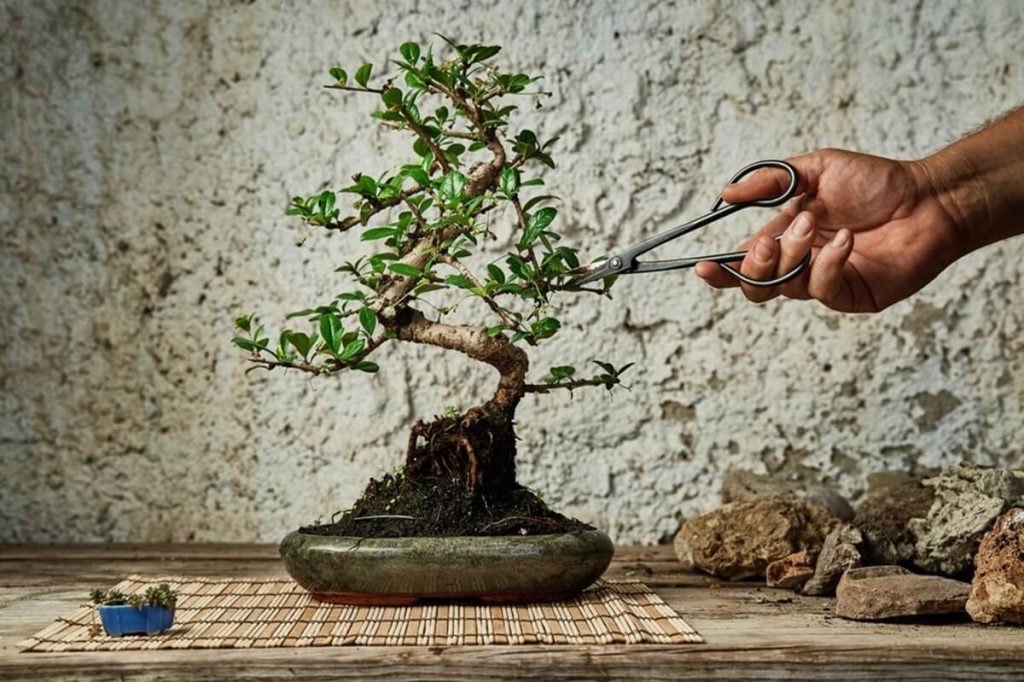 tanaman bonsai