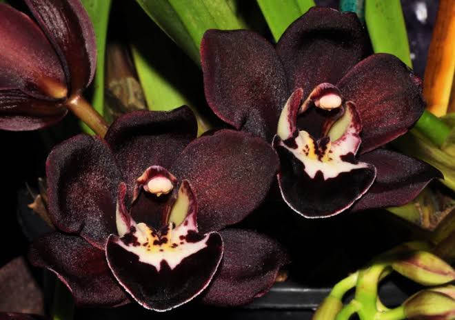 daur hidup anggrek hitam