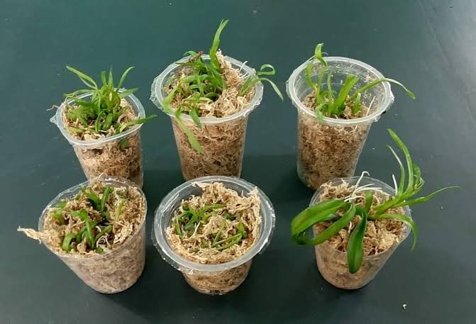 IMG 6040 bagaimana cara merawat bunga anggrek