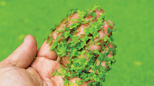 pakan ikan nila dalam habitatnya