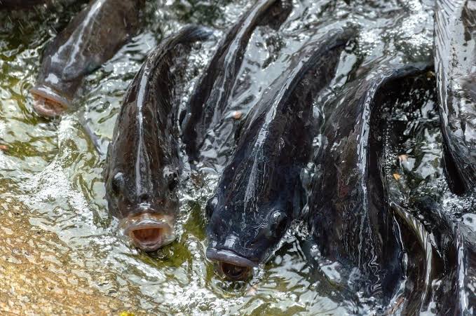 ikan nila budidaya