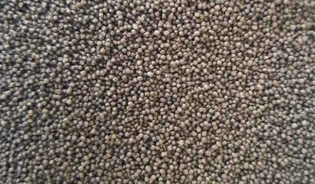 nutrisi pakan cupang