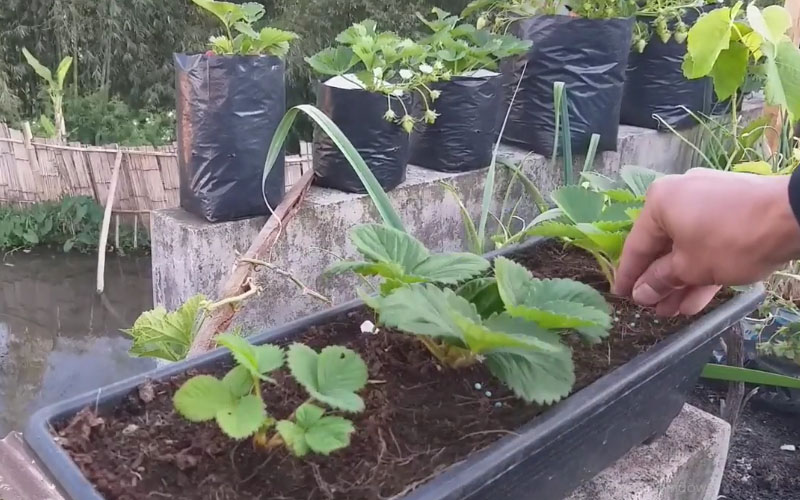 Pemberian pestisida Alami untuk Strawberry