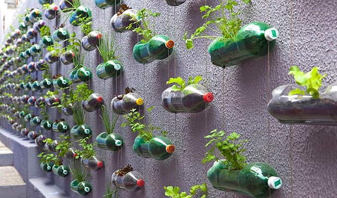 tanaman hidroponik dari botol bekas