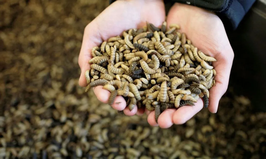 cara budidaya maggot untuk pemula