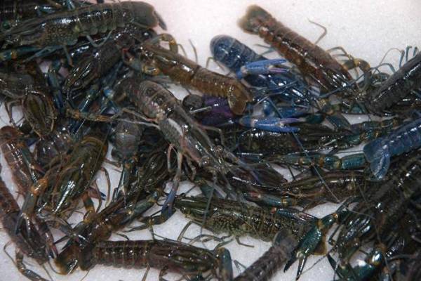 ciri bibit udang lobster air tawar