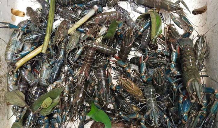 Bibit udang lobster air tawar