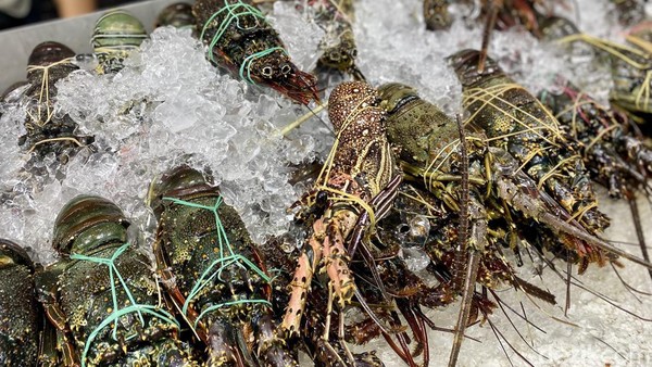 udang lobster air tawar besar