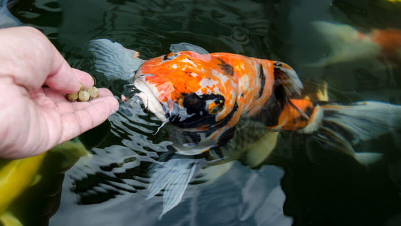 ciri pakan ikan yang berkualitas