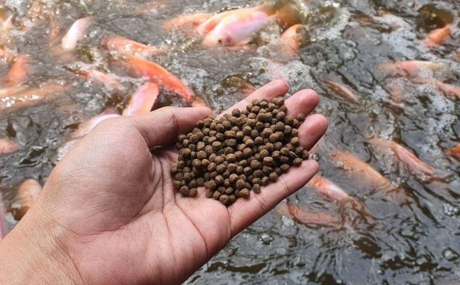 ciri pakan ikan yang berkualitas