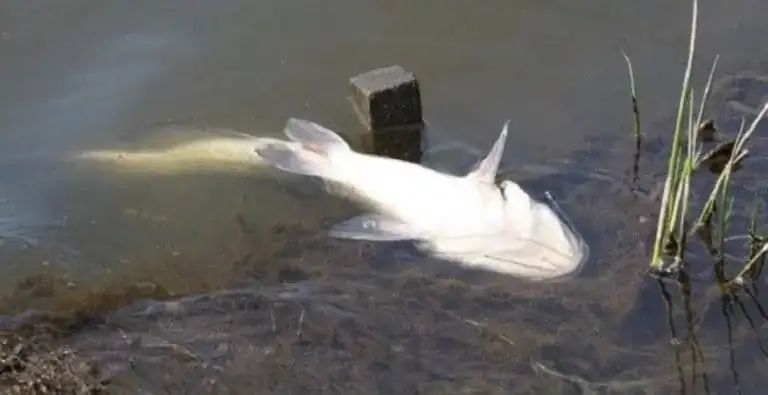 Kematian Ikan Lele Di Kolam Kematian bibit lele di kolam