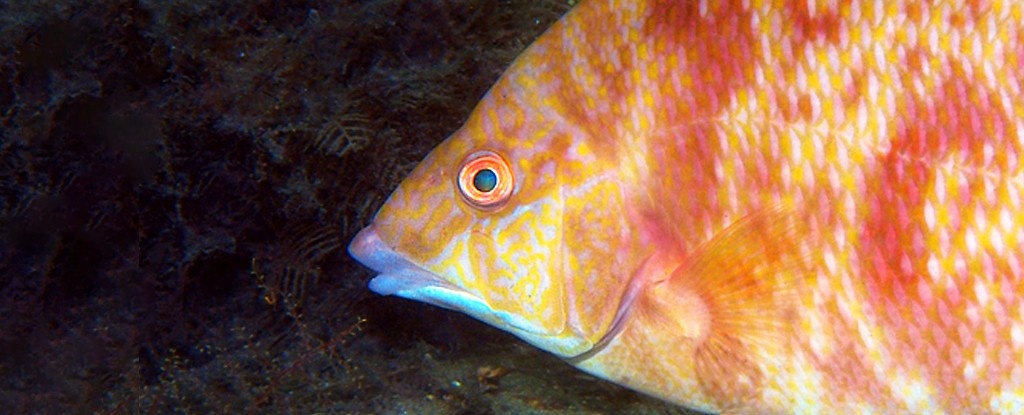 Keracunan bisa menyebabkan perubahan warna tubuh atau pola pigmen ikan Keracunan bisa menyebabkan perubahan warna tubuh atau pola pigmen ikan