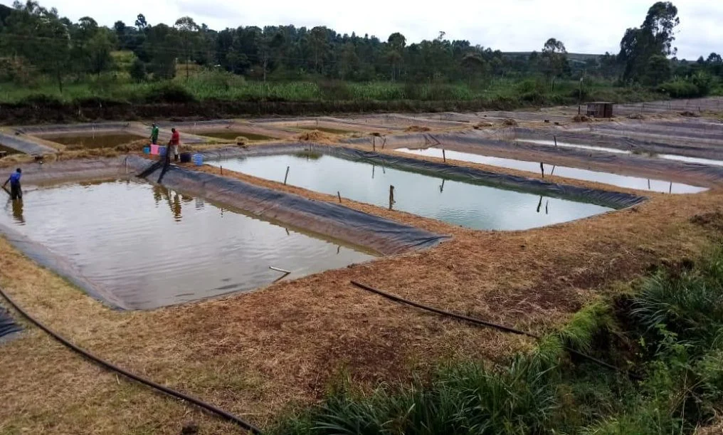 Kolam budidaya ikan nila harus dirancang agar dapat mempertahankan air dengan stabil Kolam budidaya ikan nila