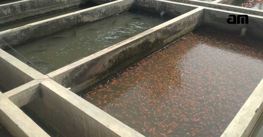 kolam semen untuk budidaya