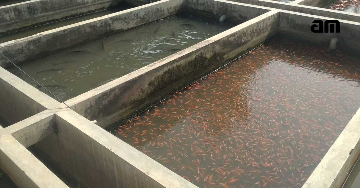 Kolam ikan Semen Kolam beton untuk ikan mas