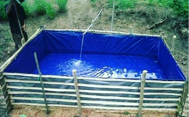 Kolam terpal budidaya ikan mas Kolam terpal untuk ikan mas