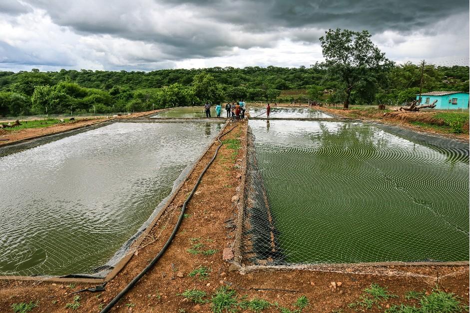 Kualitas air adalah faktor utama dari sistem budidaya ikan nila di kolam tanah Kualitas air budidaya