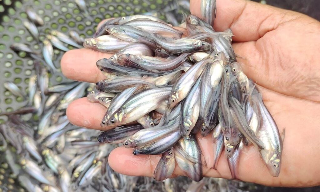 Kumpulan Benih Ikan Patin Penebaran Benih Ikan Patin