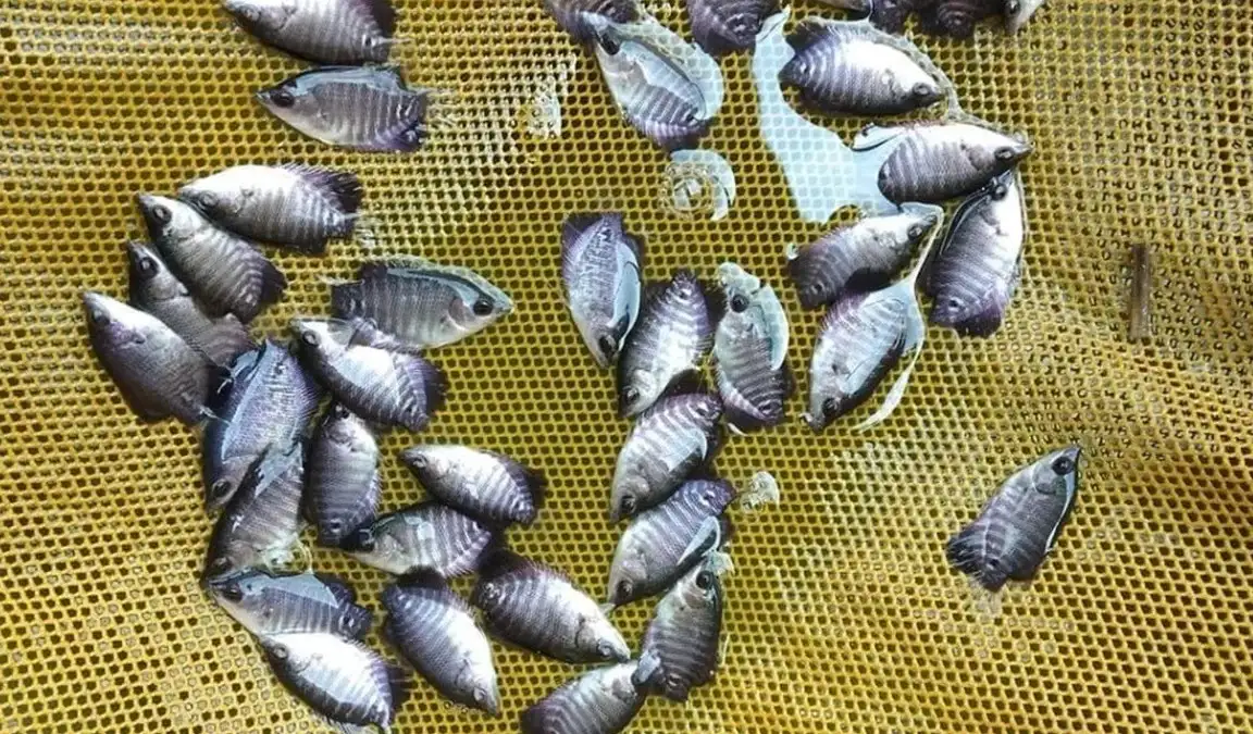 Kumpulan bibit ikan gurame
