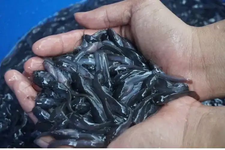 Kumpulan Bibit Ikan Lele
