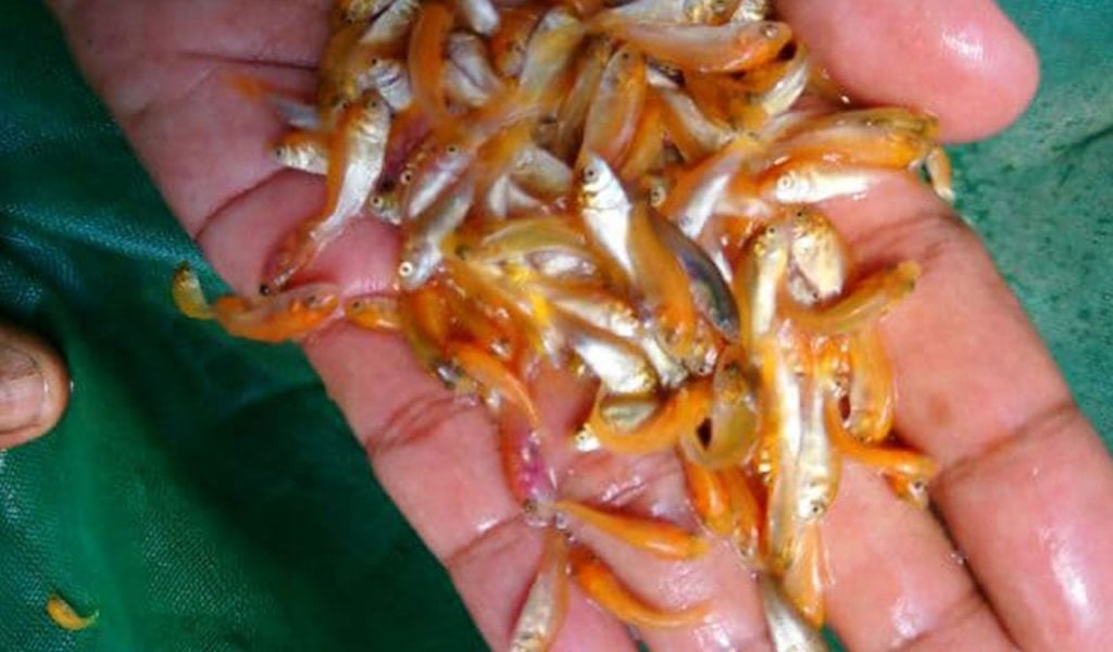 Kumpulan bibit ikan mas