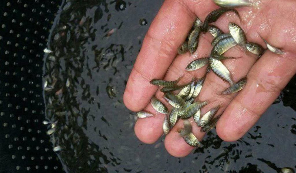 Kumpulan bibit ikan nila